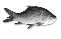 Culture Fisheries